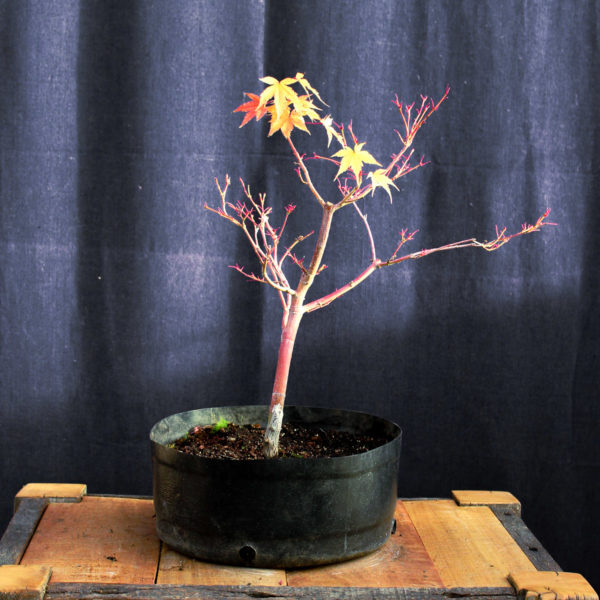 Acer palmatum "Sango kaku" #13