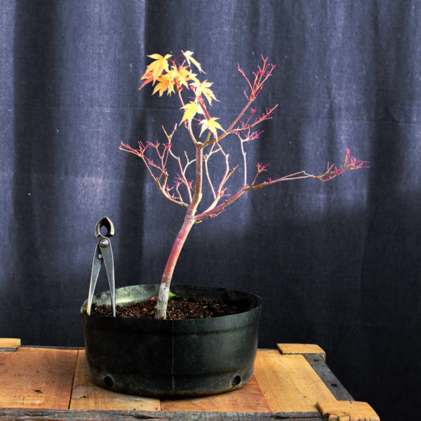 Acer palmatum "Sango kaku" #13 - Imagen 2