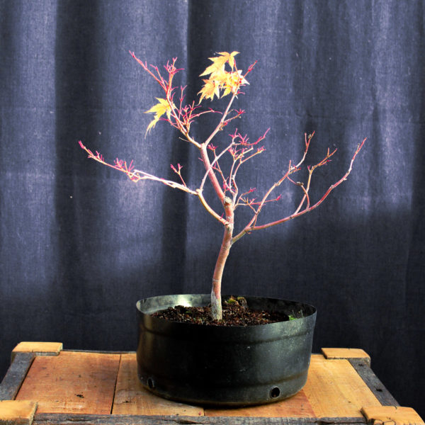 Acer palmatum "Sango kaku" #13 - Imagen 3