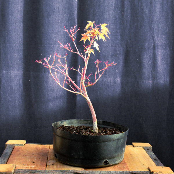 Acer palmatum "Sango kaku" #13 - Imagen 4