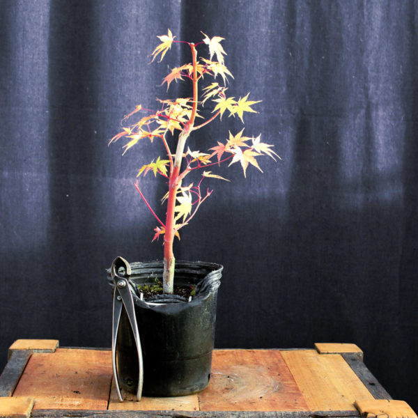 Acer palmatum "Sango kaku" #15