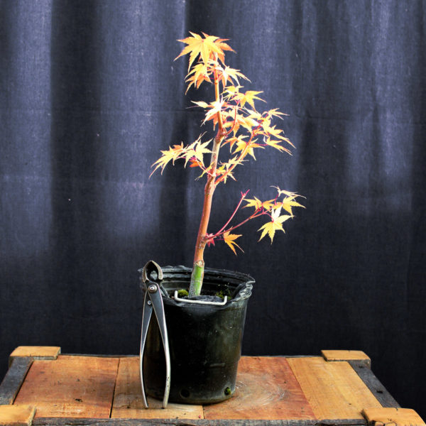 Acer palmatum "Sango kaku" #15 - Imagen 2