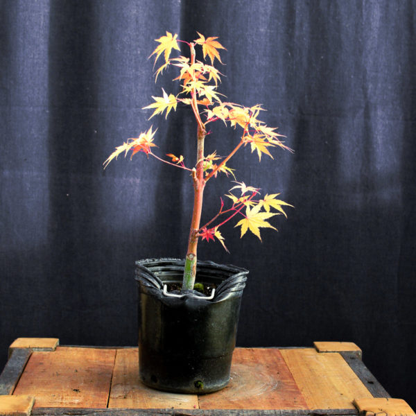 Acer palmatum "Sango kaku" #15 - Imagen 3