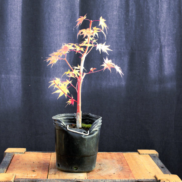 Acer palmatum "Sango kaku" #15 - Imagen 4